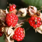 Molucca Bramble (Rubus Moluccanus)