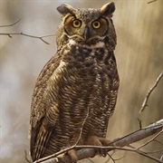 Great Horned Owl