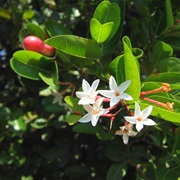 Bengal Currant (Carissa Carandas)