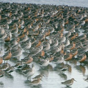 The Wash / North Norfolk Coast, England
