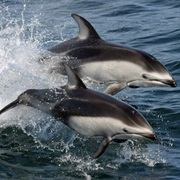 Pacific White-Sided Dolphin