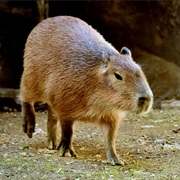 Capibara
