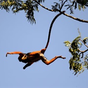 Orango National Park