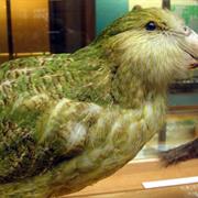 Kakapo