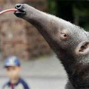 Anteater