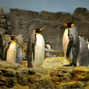Penguin Encounter at Sea World