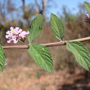 Bushy Matgrass (Lippia Alba)
