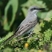 Gray Kingbird