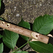 Selfmade Elder Flute