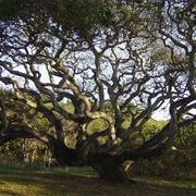 Live Oak, California