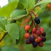 Indian Plum