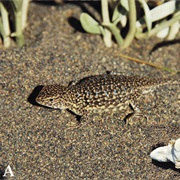 Rabino's Tree Iguana
