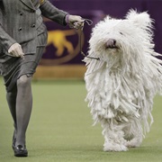 Dog Show