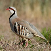 Chukar (Multiple)