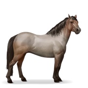 Quarter Pony - Roan