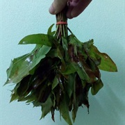 Mampat (Cratoxylum Formosum)