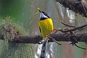 White-Winged Apalis