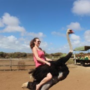Ostrich Farm, Curacao