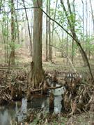 Battle Creek Cypress Swamp (Maryland)