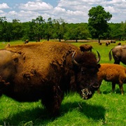 Woolaroc Museum & Wildlife Preserve