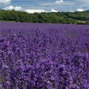 Kansas Lavender Fields