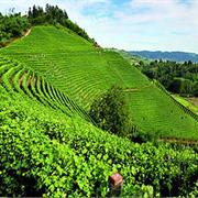 The Vineyard Landscape of Piedmont: Langhe-Roero and Monferrato