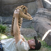 Cuddle a Baby Tiger