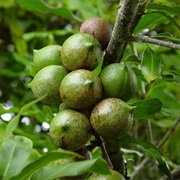 Queensland Nut (Macadamia Integrifolia)