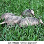 Armadillos Usually Give Birth to Quadruplets