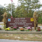 Bass River State Forest, New Jersey