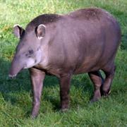 Tapir