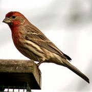 House Finch