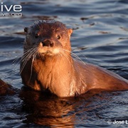 Southern River Otter