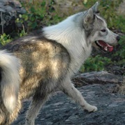 Canadian Eskimo Dog