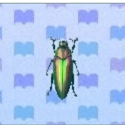 Jewel Beetle