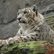 Nanda Devi National Park, India