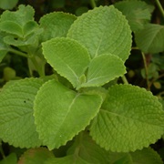 Cuban Oregano (Plectranthus Amboinicus)