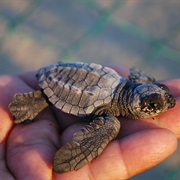 Sea Turtle Conservation