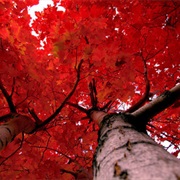 Red Leaves