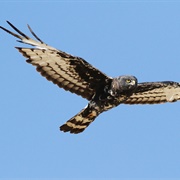 Black Harrier