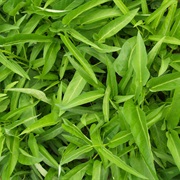 Water Spinach (Ipomoea Aquatica)