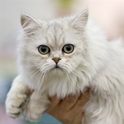 Asian Semi-Long Hair Cat