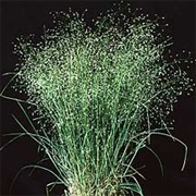 Indian Ricegrass (Oryzopsis Hymenoides)