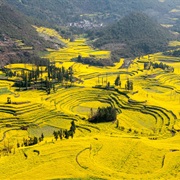 Canola Flower Fields, China