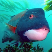 California Sheephead (Aka: Sheepie, Goat, Billygoats, Red Fish, Humpy, Fathead)