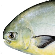 Pompano