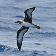 Trinidade Petrel