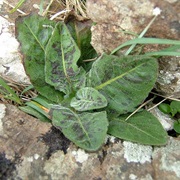 Spotted Cat's-Ear (Hypochaeris Maculata)