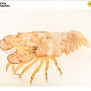 Slipper Lobster