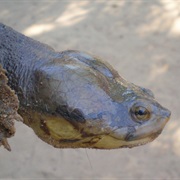 Colombian Toad-Headed Turtle